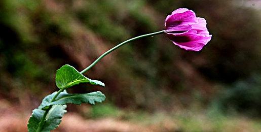 暗黑国风动作Rogue游戏《暖雪》Steam版本正式发售！开启剑与雪的黑暗传说！